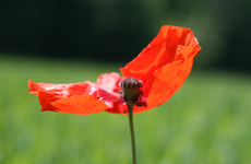 Klatschmohn-120.jpg